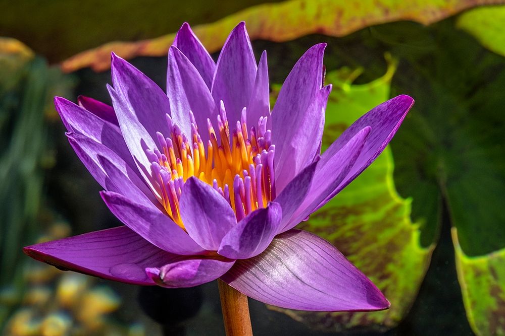 Cape Blue Water lily art print by Jim Engelbrecht for $57.95 CAD